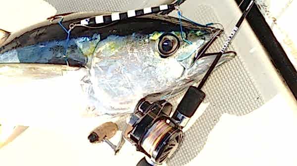 BlueBlue Conifer 160g 04 Jig Yem