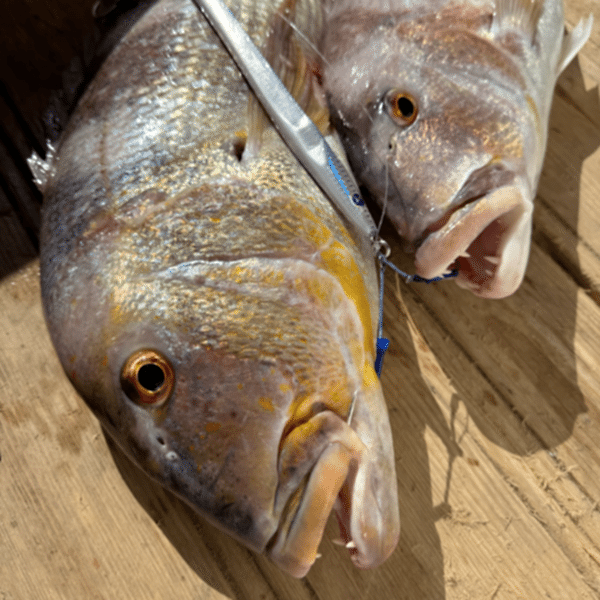 BlueBlue Conifer 160g 04 Jig Yem