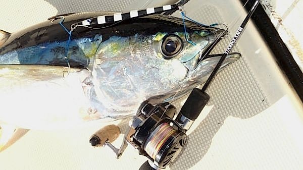 BlueBlue Conifer 250g 07 Jig Yem