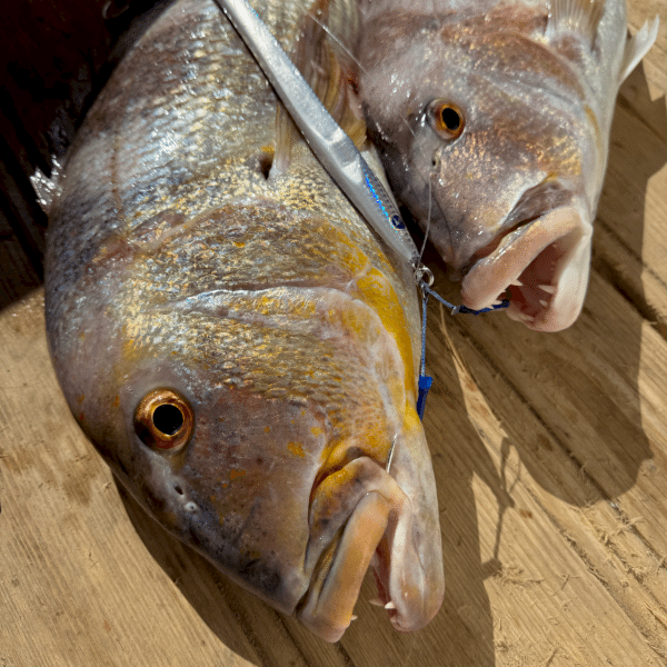 BlueBlue Conifer 250g 07 Jig Yem