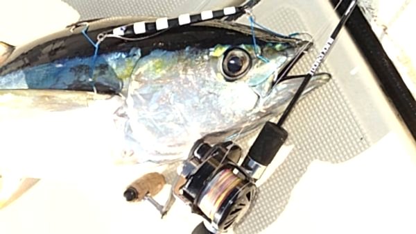 BlueBlue Conifer 310g 02 Jig Yem