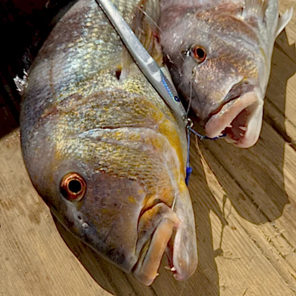 BlueBlue Conifer 310g 02 Jig Yem