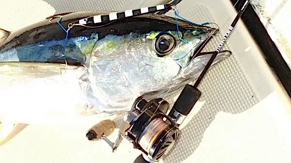 BlueBlue Conifer 160g 14 Jig Yem